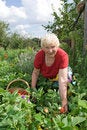 Free Grandma Gathering Strawberries Royalty Free Stock Images - 5833619