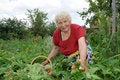 Free Grandma Gathering Strawberries Royalty Free Stock Images - 5833639
