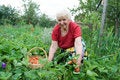 Free Grandma Gathering Strawberries Stock Photo - 5833660