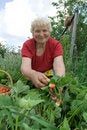 Free Grandma Gathering Strawberries Stock Photos - 5833713