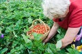 Free Grandma Gathering Strawberries Stock Photography - 5833722