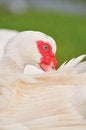 Free Red Beak Duck Series 1 Stock Image - 5836101
