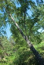 Free Inclined Birch Royalty Free Stock Photos - 5836438