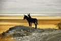 Free Chinese Wild Ass And Nature Protection Area Royalty Free Stock Photography - 5836547
