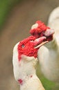 Free Red Beak Duck Series 3 Royalty Free Stock Images - 5837219