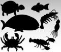 Free Marine Life Stock Image - 5837751