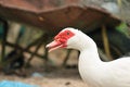 Free Red Beak Duck Series 4 Stock Photography - 5837792