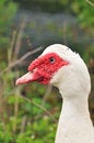 Free Red Beak Duck Series 6 Stock Images - 5837914