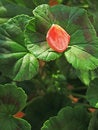Free Petal And Leaves Stock Photos - 5838583