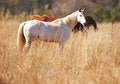Free White Horse Stand In Long Grass Stock Photos - 5839243