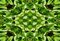 Free Green Leaves Tile Pattern Background 2 Royalty Free Stock Image - 5831166