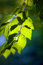Free Backlit Green Leaves Royalty Free Stock Image - 5835626