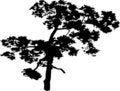 Free Isolated Tree - 40. Silhouette Stock Images - 5840254