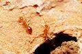 Free Weaver Ants Royalty Free Stock Images - 5845839