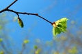 Free Spring Leaf Royalty Free Stock Images - 5848219