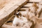 Free Cat Stock Images - 5843514