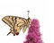 Free Swallowtail Butterfly Royalty Free Stock Image - 5844696