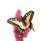 Free Swallowtail Butterfly Stock Photos - 5844763