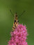 Free Swallowtail Butterfly Stock Image - 5844811