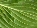 Free Leaf Veins Royalty Free Stock Photo - 5852065