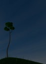 Free Oneo Tree-Night Royalty Free Stock Photo - 5854705