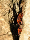Free Red Small Insect Royalty Free Stock Photo - 5856905