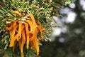 Free Cedar Rust Stock Image - 5859941