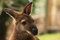 Free Wallaby Royalty Free Stock Photos - 5852788