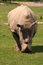 Free White Rhinoceros Royalty Free Stock Photos - 5854618