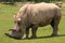 Free White Rhinoceros Stock Photos - 5854643