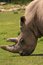 Free White Rhinoceros Royalty Free Stock Image - 5854686
