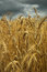 Free Wheat Field And Dark Sky Royalty Free Stock Photo - 5857175
