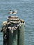 Free Seagull Couple Vertical Stock Photo - 5857310