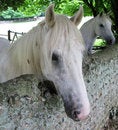 Free Friendly White Mare Royalty Free Stock Photos - 5866748