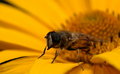Free Close Up Bee Stock Photography - 5867932