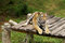 Free Bengal Tiger Stock Photo - 5861740