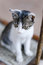 Free A Young Cat In A Chair Royalty Free Stock Photo - 5864045
