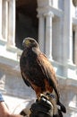 Free Hawk Stock Photography - 5875522