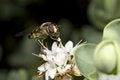 Free Hoverfly Feeding On Nectar Of Flower Royalty Free Stock Photography - 5878127