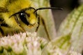 Free Bee Searching For Nectar Stock Image - 5878131