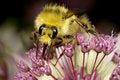 Free Bee Gathering Nectar Royalty Free Stock Images - 5878139