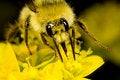 Free Bee Gathering Nectar Royalty Free Stock Image - 5878216