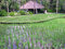 Free Bali. Rice Bay Royalty Free Stock Photography - 5875707