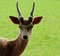 Free Antelope Royalty Free Stock Photos - 5876398
