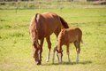Free Horses Royalty Free Stock Photos - 5886368