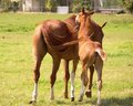 Free Horses Royalty Free Stock Photography - 5886437