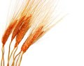 Free Wheat Ears Royalty Free Stock Images - 5887409