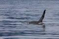 Free Killer Whale Stock Photo - 5887460