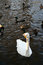 Free Graceful Swan In Front Of Mandarin Ducks Stock Photo - 5881550