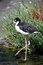 Free Black-necked Stilt Royalty Free Stock Images - 5884099